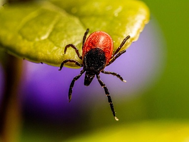 Epidemia kleszczy w Polsce